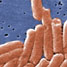 Salmonella