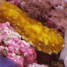 Sea cucumber
