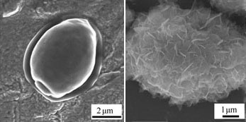 The baker's yeast cell before and after encapsulation