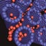Hydrogen and carbon nanotubes
