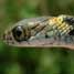 Snake!