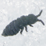 snow flea