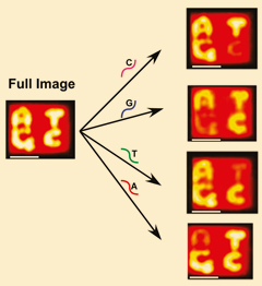 Visual read out of SNPs