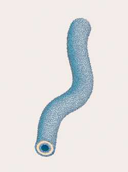 Soft nanotubes