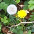 weeds