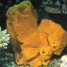 sponge