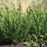 samphire