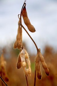 Soya crops