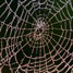 Spider Grubb's polymer web