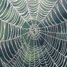 Spider silk