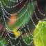 What happens when spider silk gets wet?