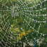 Synthetic spider silk web