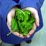 Spinach leaves