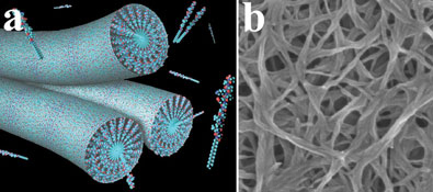 Protein nanofibres on the left, picture of assembled nanofibres on the right