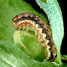 Caterpillar on cotton