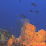 A marine sponge