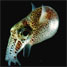 Hawaiian bobtail squid