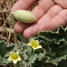 Exploding cucumbers