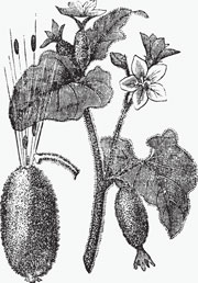 Exploding cucumbers