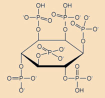 Phytic acid