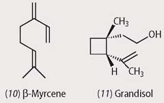 Myrcene and grandisol