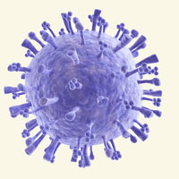 Swine flu virus