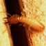 Termite