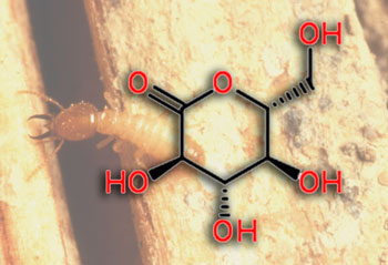 Termites and D-delta-gluconolactone