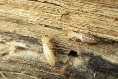 Termites