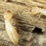 Termites