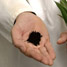 The hand of a scientist, carrying some soil