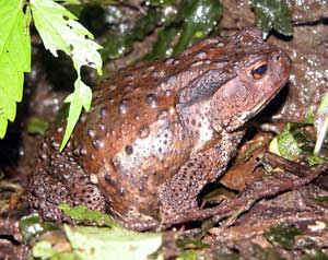 Unlucky toad Unlucky toad