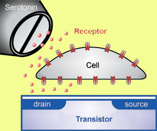 Transistor biosensor