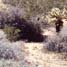 desert plants