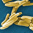 tuberculosis-bacteria
