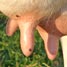 Cow's udder