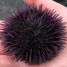 California purple sea urchin