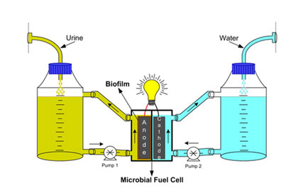 Urine fuel cell