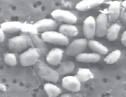 GFAJ-1 bacteria