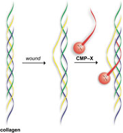 Representation of a collagen mimetic peptide (CMP) annealing to damaged collagen to anchor a molecule (X) in a wound bed