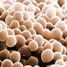 Yeast cells
