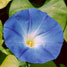 A blue Morning glory flower