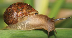 Snail slime acts as both a glue and a lubricant Snail slime acts as both a glue and a lubricant