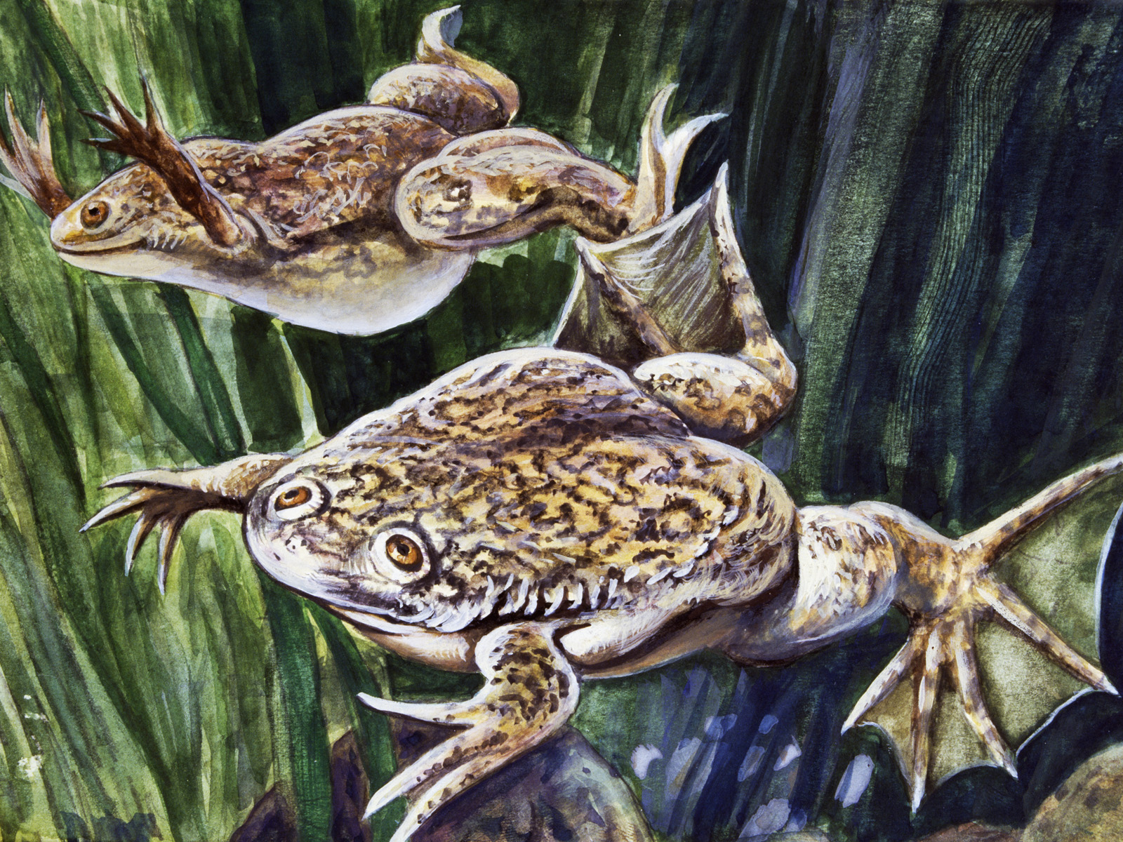 An illustration of two African clawed frogs An illustration of two African clawed frogs