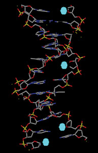 Damaged DNA with apyrimidinic sites Damaged DNA with apyrimidinic sites