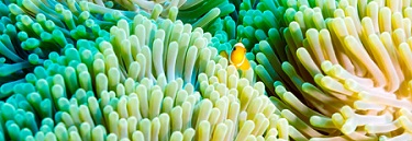 Marine environment image - anemone fish