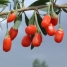 Goji berries on the vine