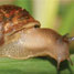A snail