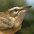 A sedge warbler