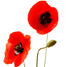 Poppies